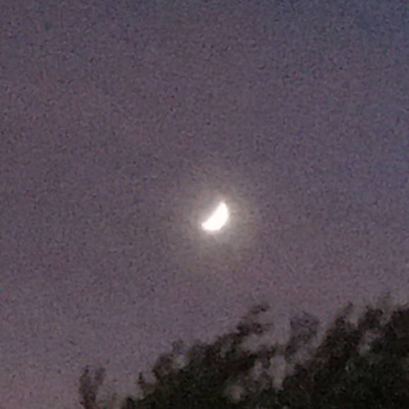 Meet your Posher, Codie - Picture 1 of 1